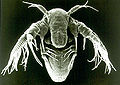 Thumbnail for version as of 19:34, 26 May 2008
