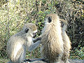 Thumbnail for version as of 00:41, 14 January 2009