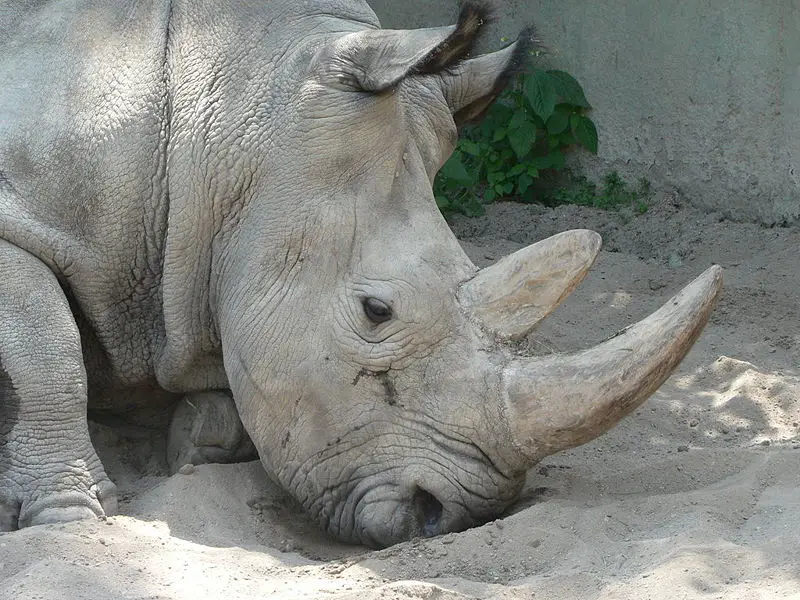 File:Rhino dvur kralove.jpg