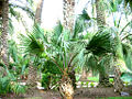 Thumbnail for version as of 12:24, 18 December 2007