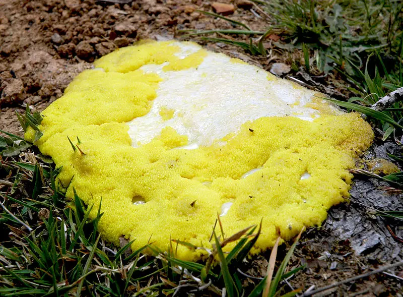 File:Dog vomit slime mold.jpg