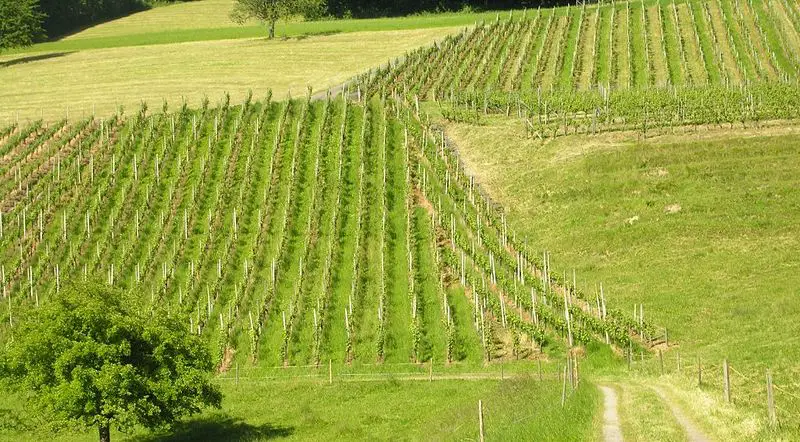 File:GrapeField.jpg