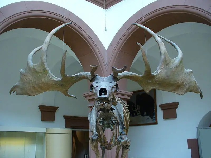 File:Irish Elk front.jpg