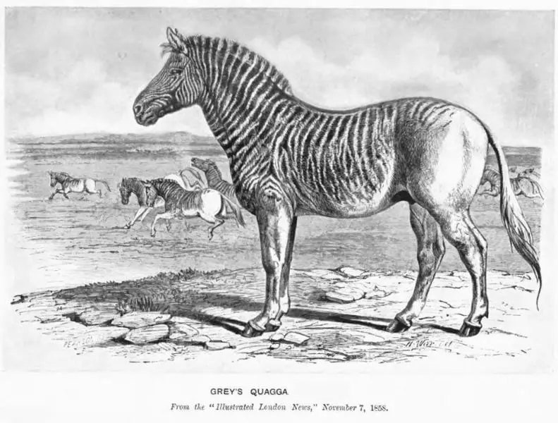 File:QuaggaZSL.jpg