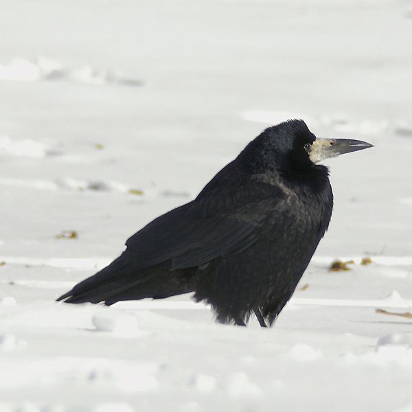 File:Rook25feb2007 02 crfpl.jpg
