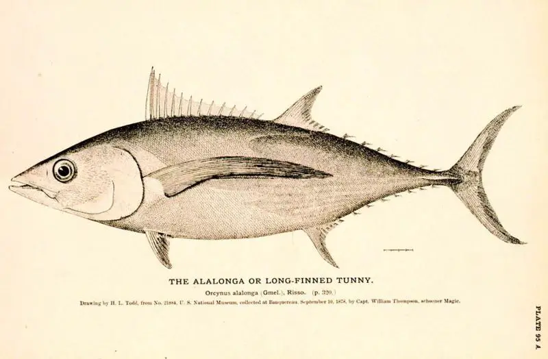File:Thunfisch.jpg