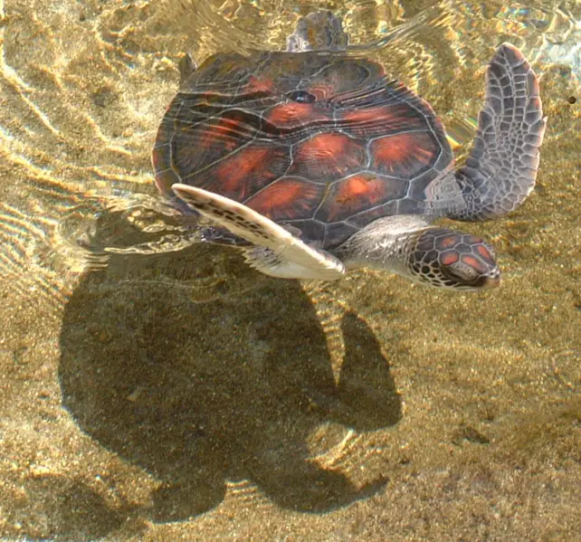 File:Young Honu-Kahala.png