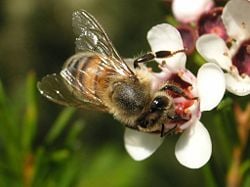 Bee on Geraldton Wax Flower.JPG