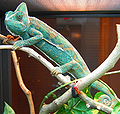 Thumbnail for version as of 01:46, 6 August 2008