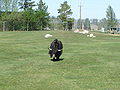 Thumbnail for version as of 01:47, 13 August 2008