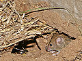 Thumbnail for version as of 00:35, 8 January 2007