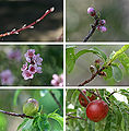 Thumbnail for version as of 16:44, 17 August 2008