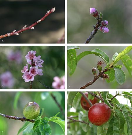 drupe-new-world-encyclopedia