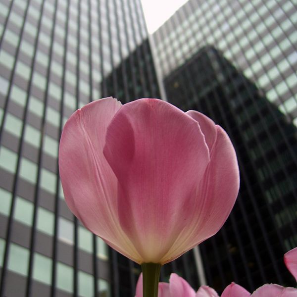 File:Pink tulip2.jpg