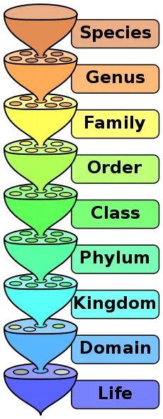 File:Biological classification L Pengo.svg