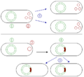 Thumbnail for version as of 02:52, 11 April 2007