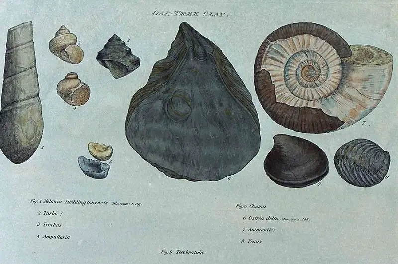 File:Smith fossils3.jpg