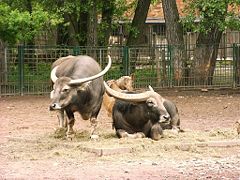 Two asiatic water buffalos in zoo tierpark friedrichsfelde berlin germany.jpg