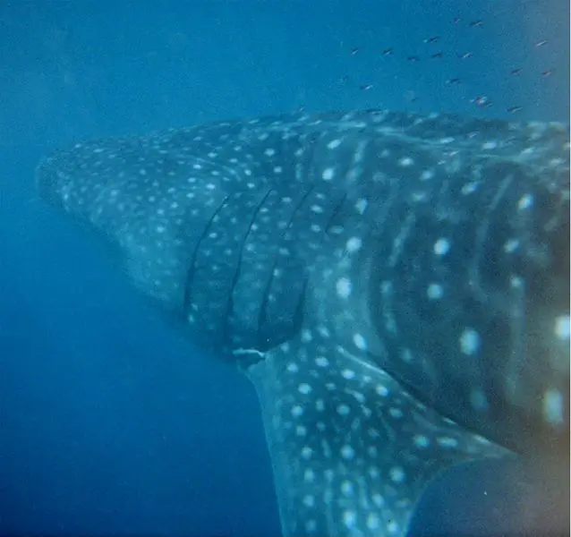 File:Whale shark austalia.jpg