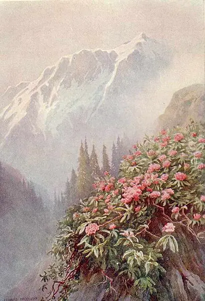 File:Wild Rhododendrons in Kashmir.jpg