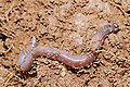 Thumbnail for version as of 03:56, 29 August 2008