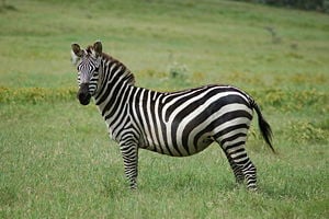 Grant's zebra (E. quagga boehmi)