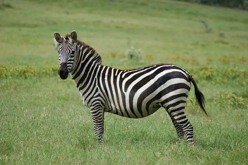 File:Equus quagga.jpg