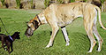 Thumbnail for version as of 15:05, 4 October 2007