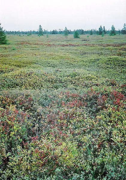 File:MerBleueBog.jpg