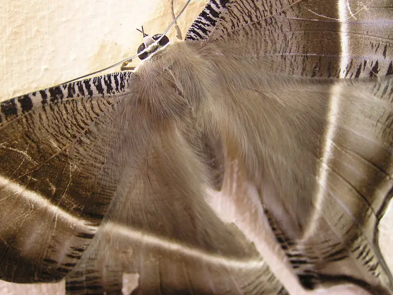 File:Bigmoth.jpg