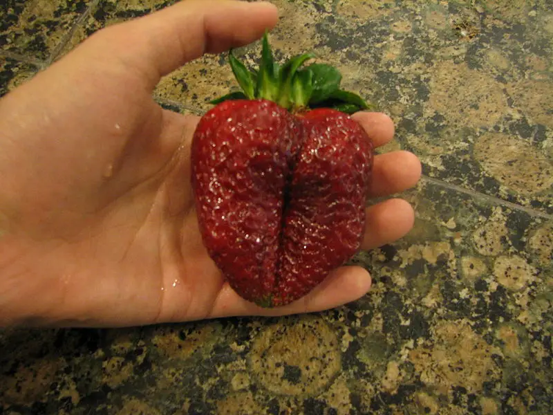 File:Giant strawberry.JPG