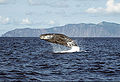 Thumbnail for version as of 22:02, 10 December 2007