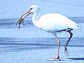 Thumbnail for version as of 01:38, 11 February 2009