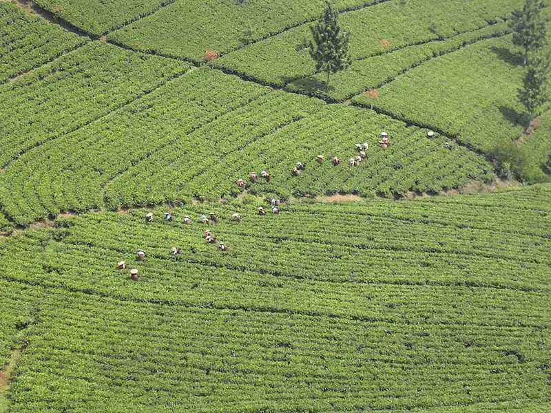 File:Agriculture---Rice.jpg