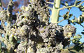 Thumbnail for version as of 15:06, 30 June 2006