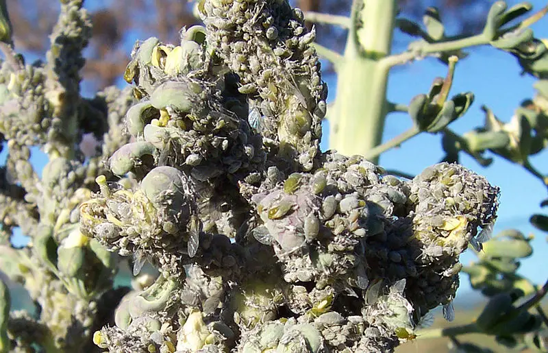 File:Aphids on broccoli.jpg