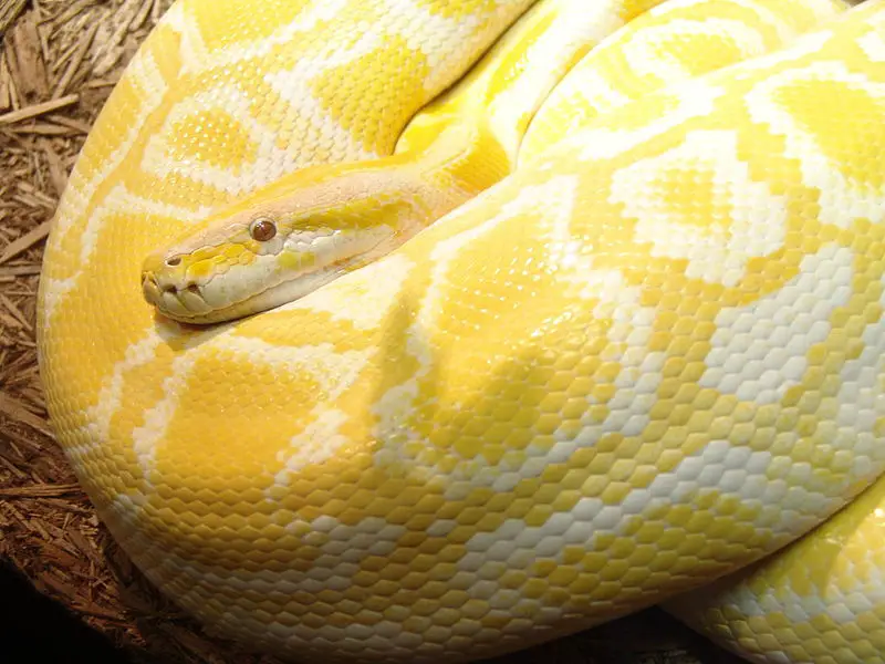 File:Burmese Python 02.jpg