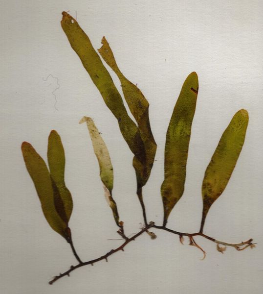 File:Caulerpa prolifera.JPG