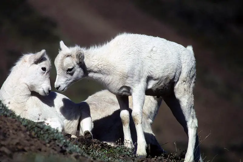 File:Dall sheep lambs.jpg