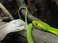 Thumbnail for version as of 01:45, 10 January 2009