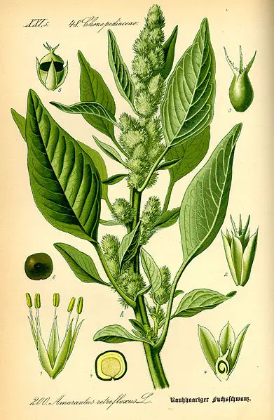 File:Illustration Amaranthus retroflexus0.jpg