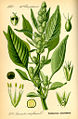 Thumbnail for version as of 23:57, 9 February 2009