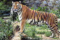 Thumbnail for version as of 03:20, 7 May 2007