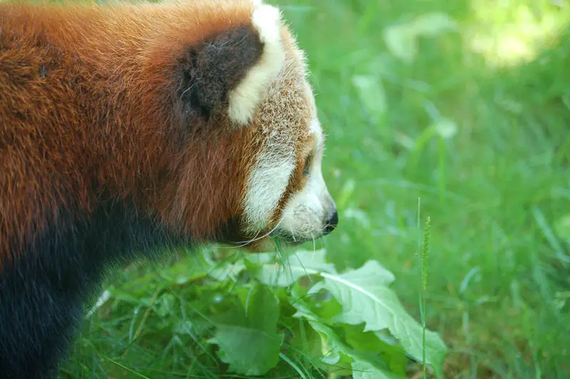 File:Red panda.JPG