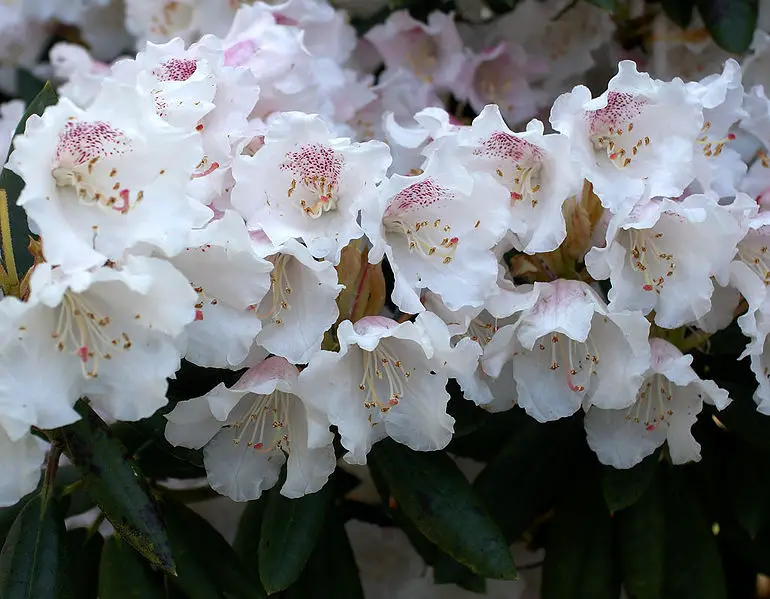 File:Rhododendron wardii var puralbum.jpg