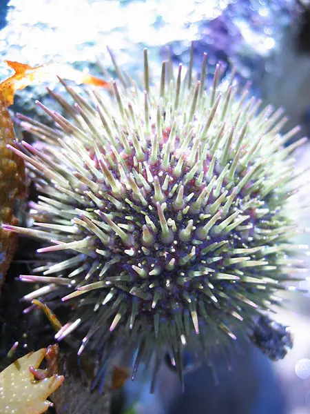 File:SeaUrchin.jpg