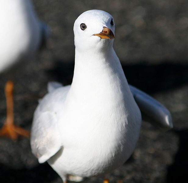 File:Seagull lakes entrance.jpg