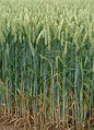 Thumbnail for version as of 21:06, 19 May 2006