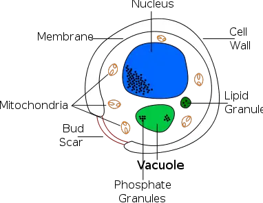 File:Yeast cell english.svg