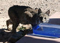 Thumbnail for version as of 02:46, 13 December 2008